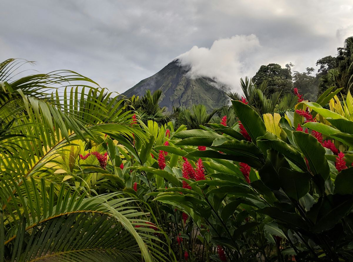 Arenal volcano in La Fortuna Costa Rica,with plants and flowers in the first row